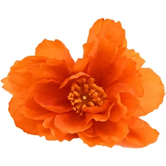 Mohnblume orange, 24Stk 371250-04