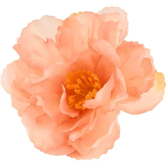 Mohnblume, rosa, 24 Stk 371250-05